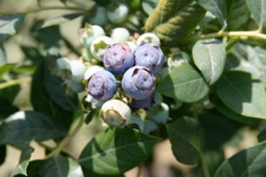 Blueberry Plants and Farm in Stockton, CA 