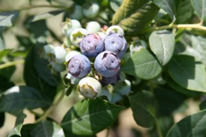 Delta Blue Organic Blueberries