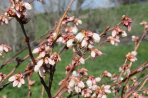 Organic Blueberry Bushes in Stockton, CA 