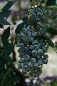 Bushel of Blueberries at Delta Blue Blueberries 