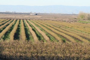 Organic Blueberry Farming in Stockton, CA 