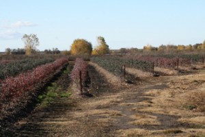 Organic Blueberry Bushes in Stockton, CA 