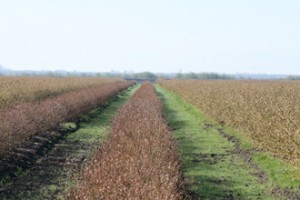 field-3