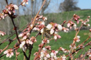 Organic Blueberry Plants in Stockton, CA 