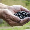 Blueberries Can Reduce Alzheimer’s Disease?